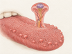 The front surface of a tongue, dotted with small mushroom-shaped fungiform papillae among thread-like filiform bumps, with an enlarged cutaway of one papilla revealing its blood vessel network and taste buds.